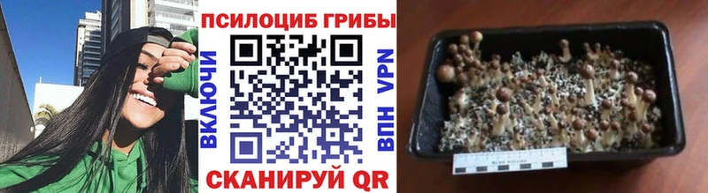 Купить закладки  Армянск  Псилоцибиновые грибы прущие грибы 
